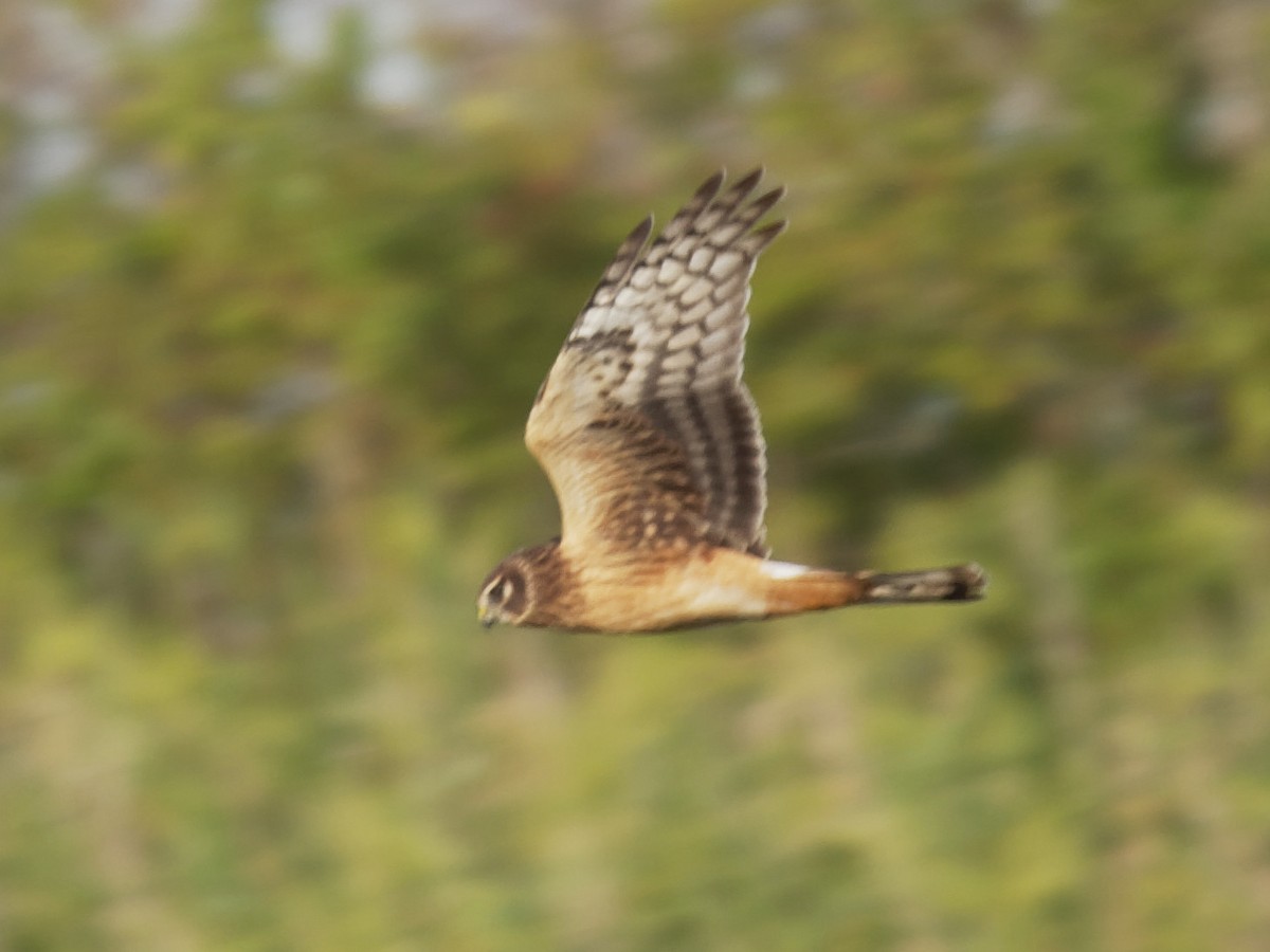 Northern Harrier - ML182842231