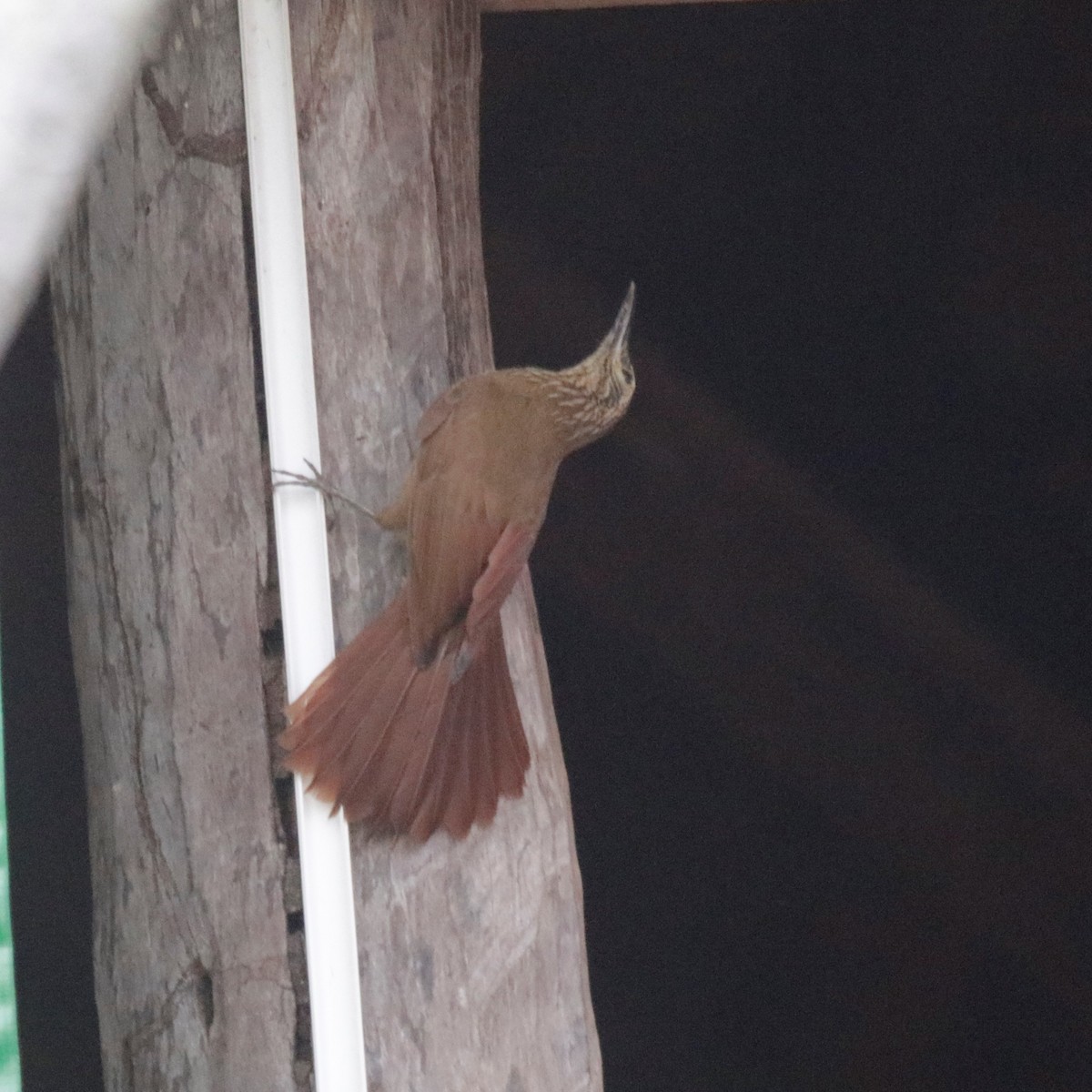 Planalto Woodcreeper - ML182842571