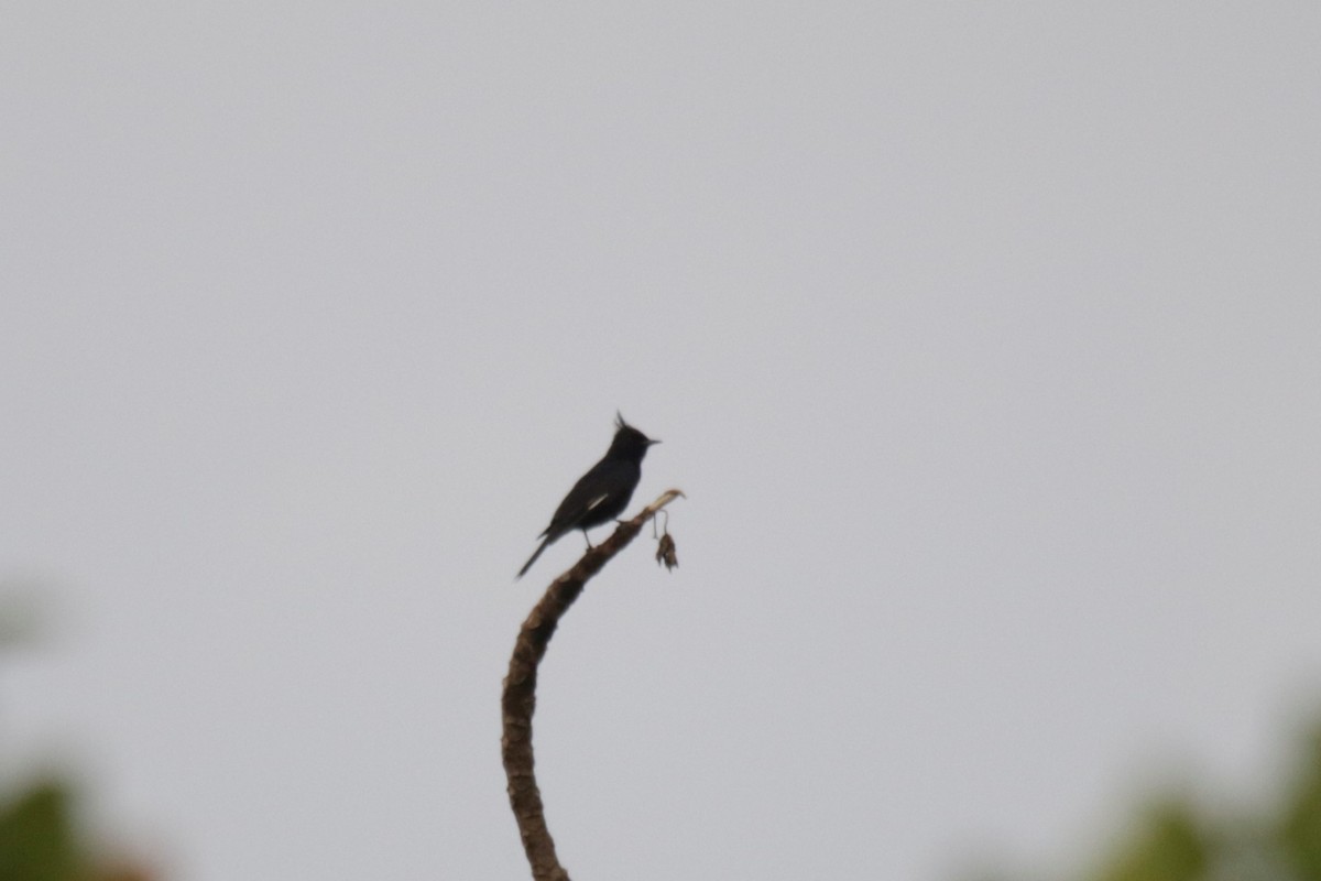 Crested Black-Tyrant - ML182842681