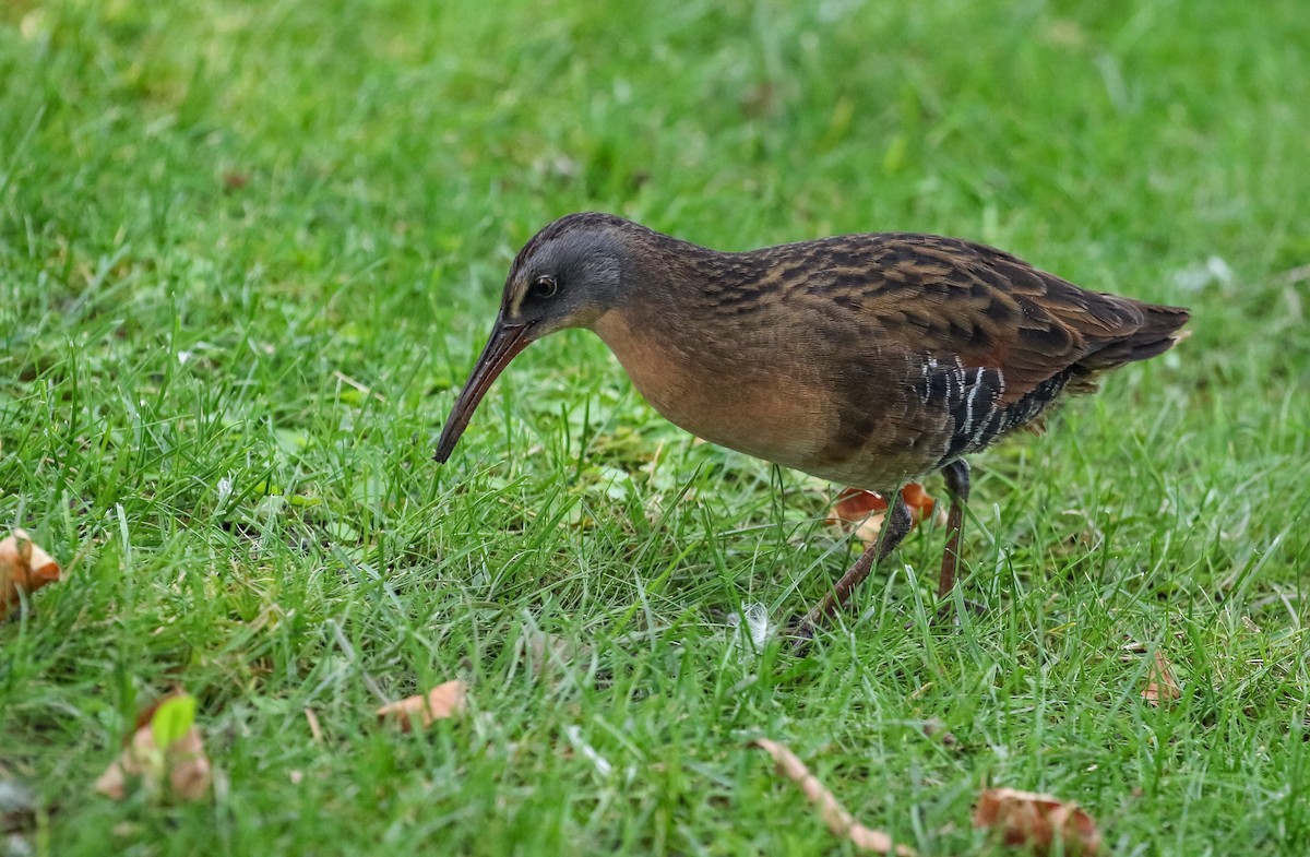 Virginia Rail - ML182842751