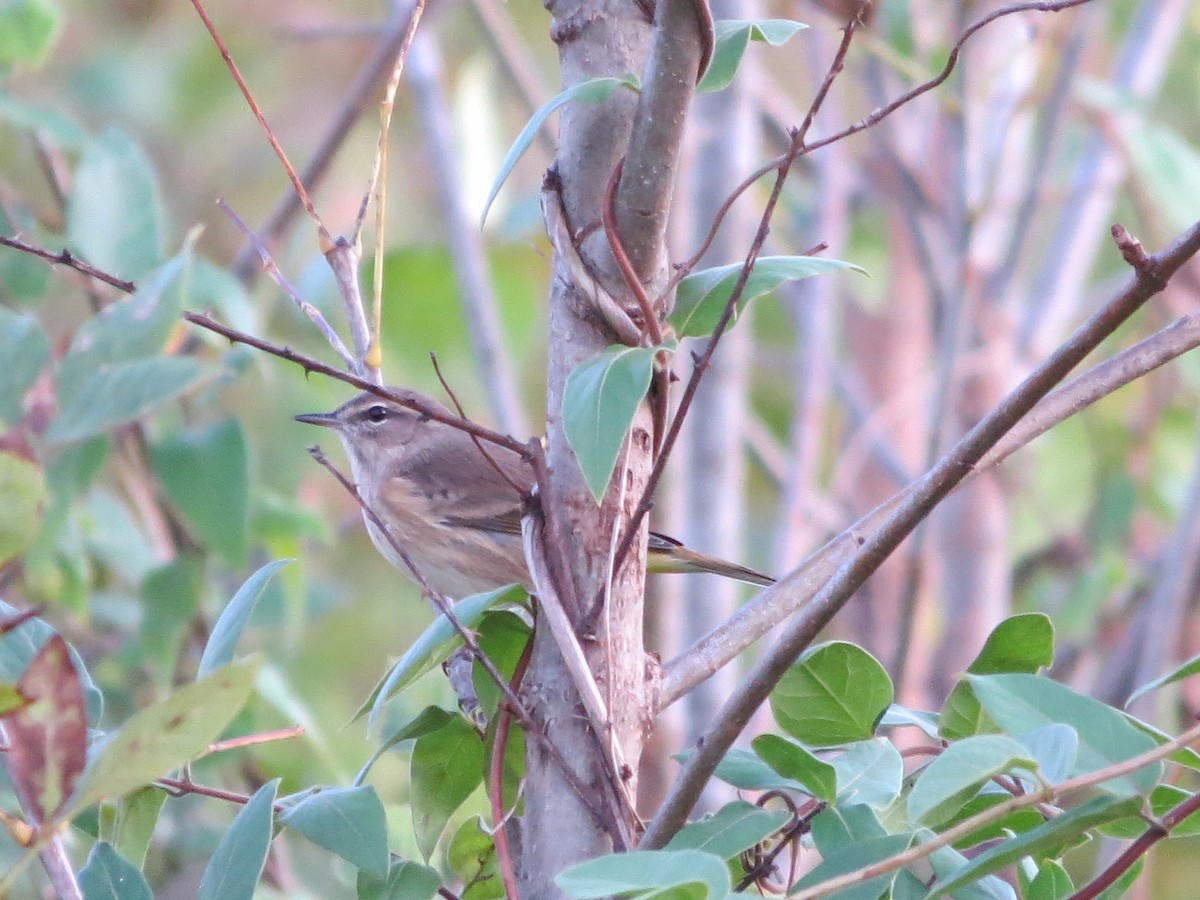 Palm Warbler - ML182842781