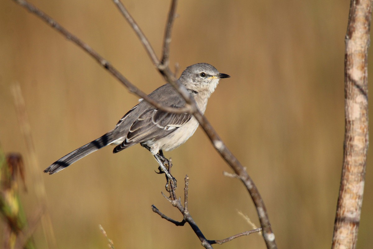 Northern Mockingbird - ML182843461