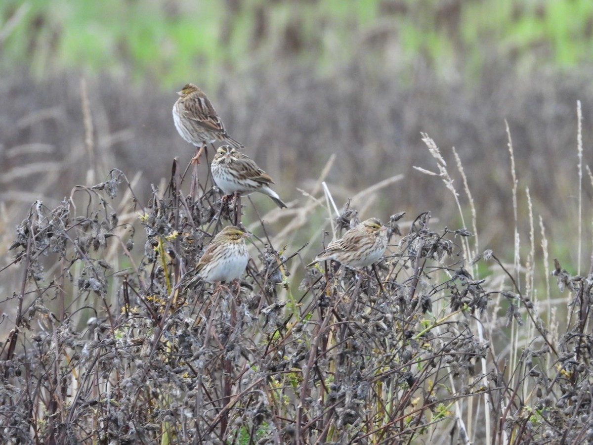 Savannah Sparrow (Savannah) - ML182844651