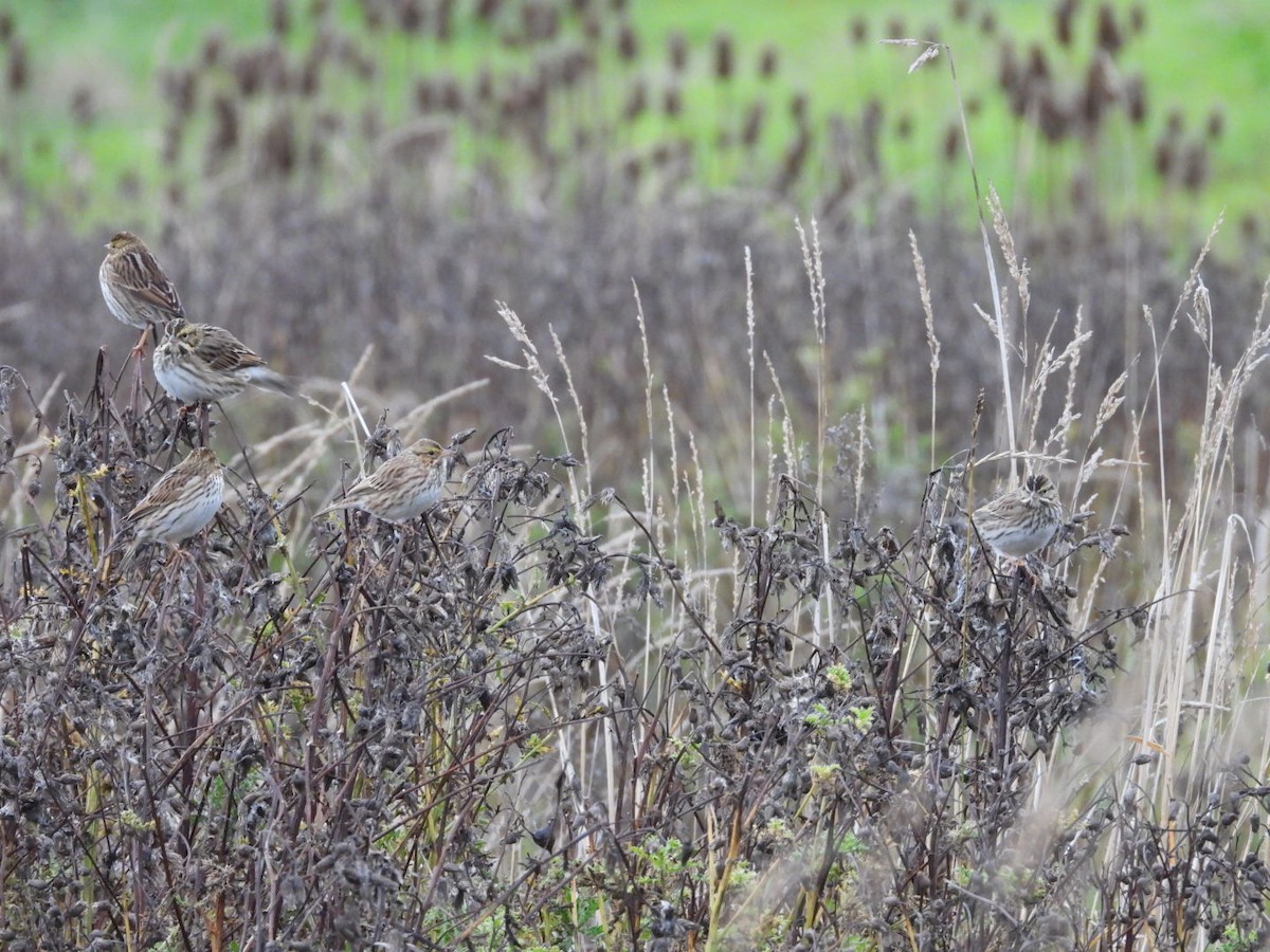 Savannah Sparrow (Savannah) - ML182844661