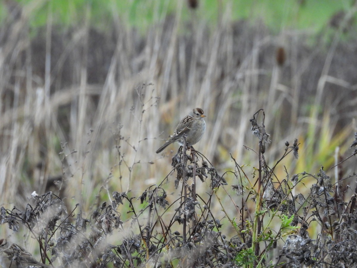 White-crowned Sparrow - ML182844751