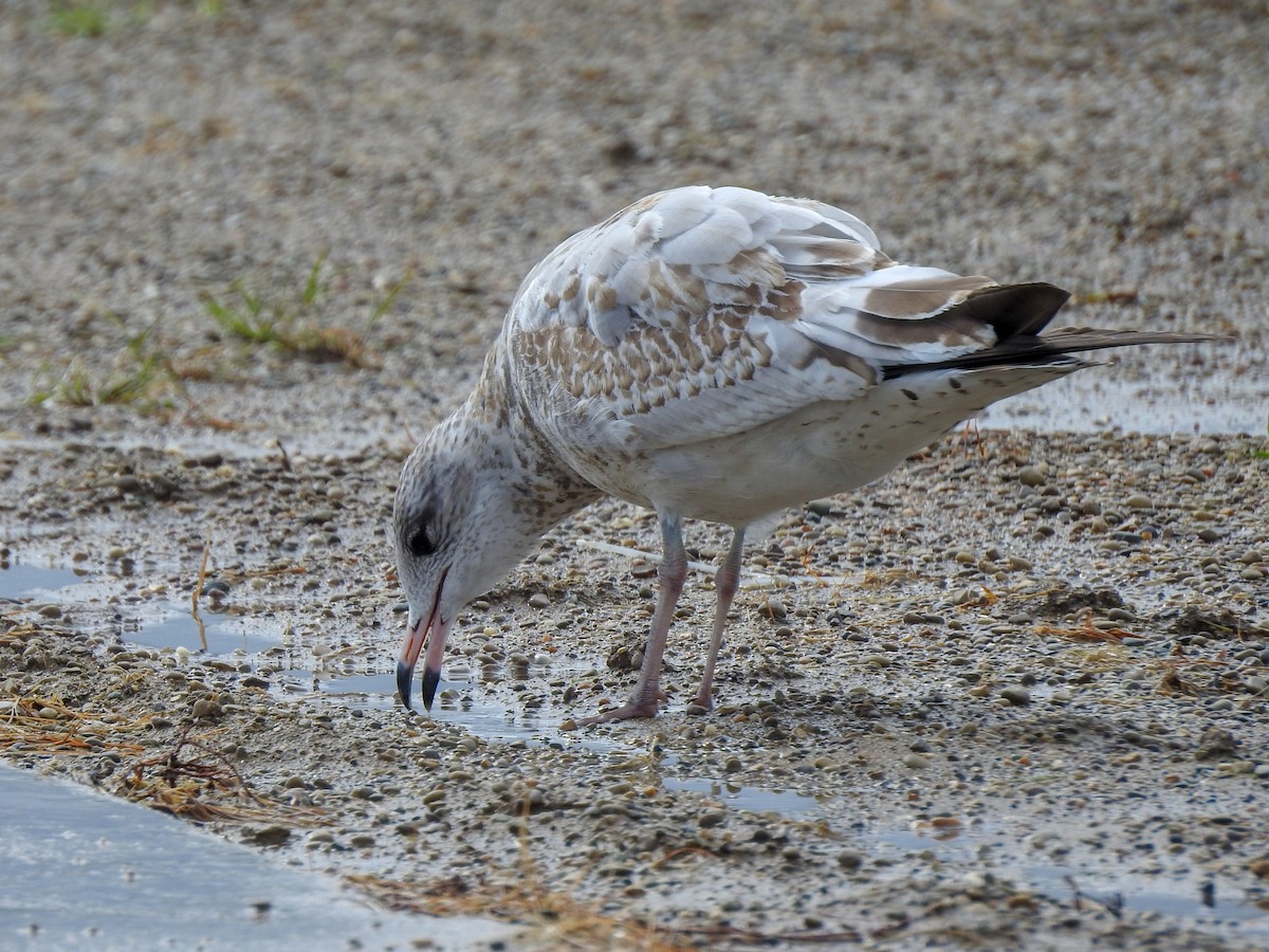 Ring-billed Gull - Reanna Thomas