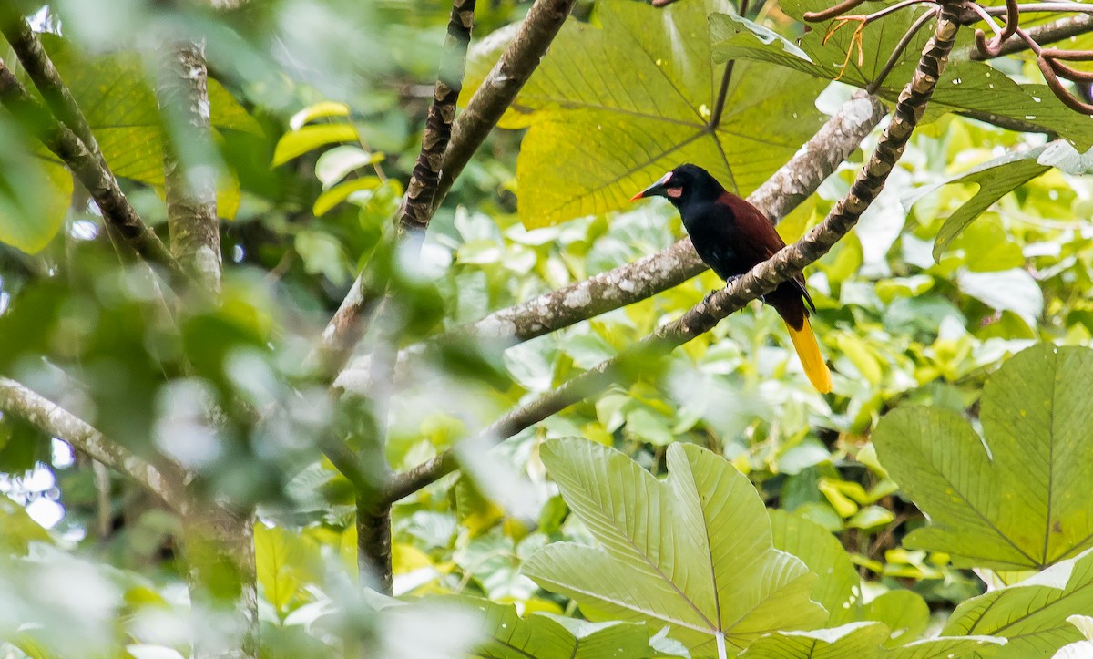 Baudo Oropendola - ML182846021