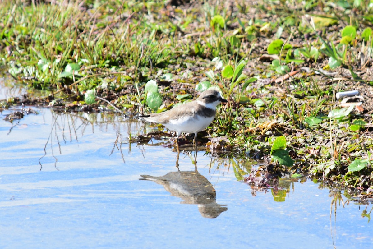 Semipalmated Plover - ML182847581