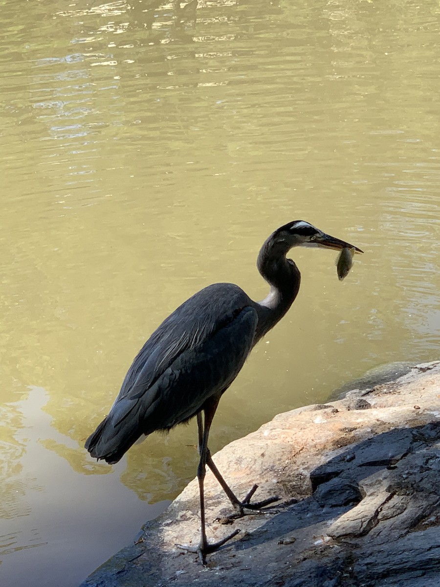Great Blue Heron - ML182848491