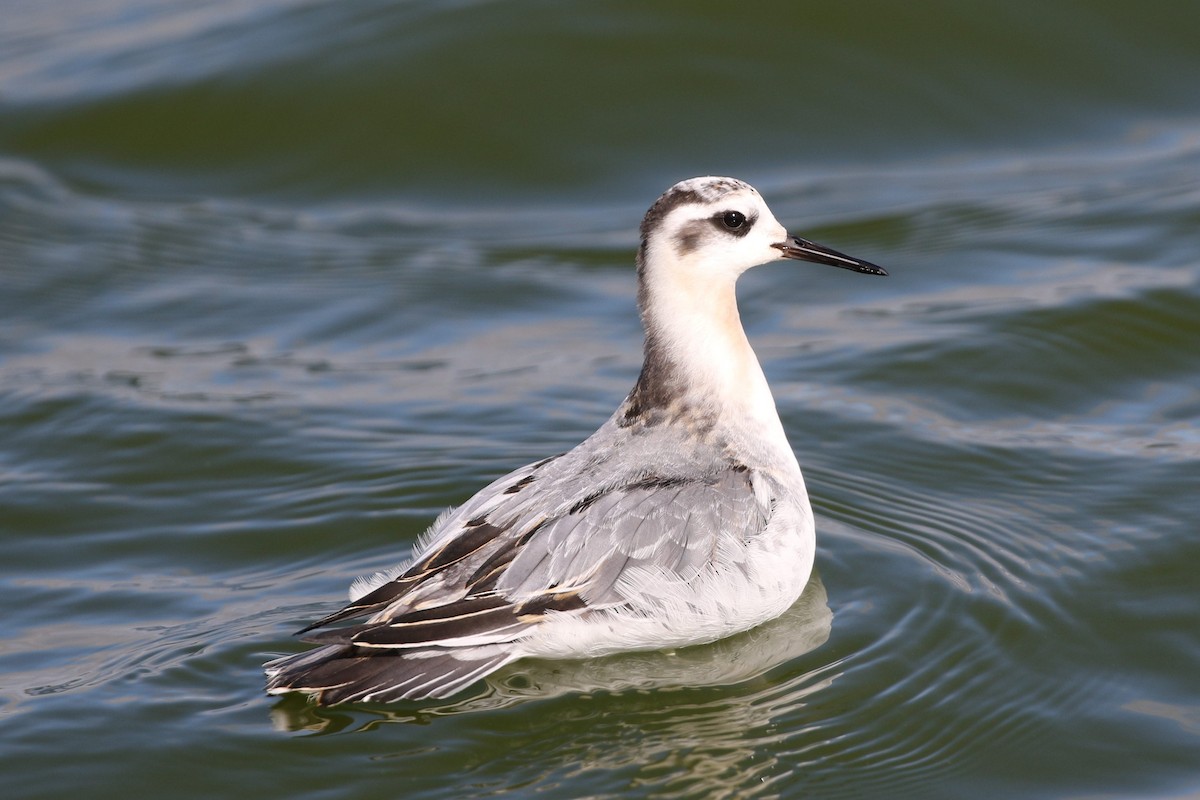 Red Phalarope - ML182848761