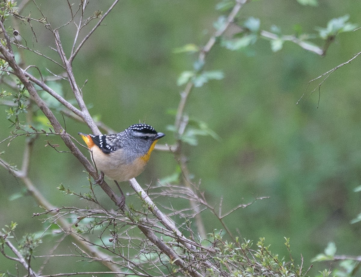 Spotted Pardalote - ML182849041