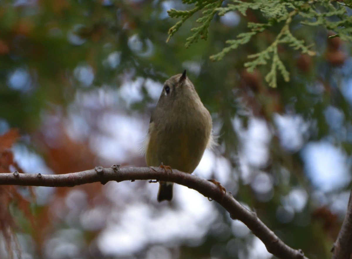 Ruby-crowned Kinglet - ML182852761