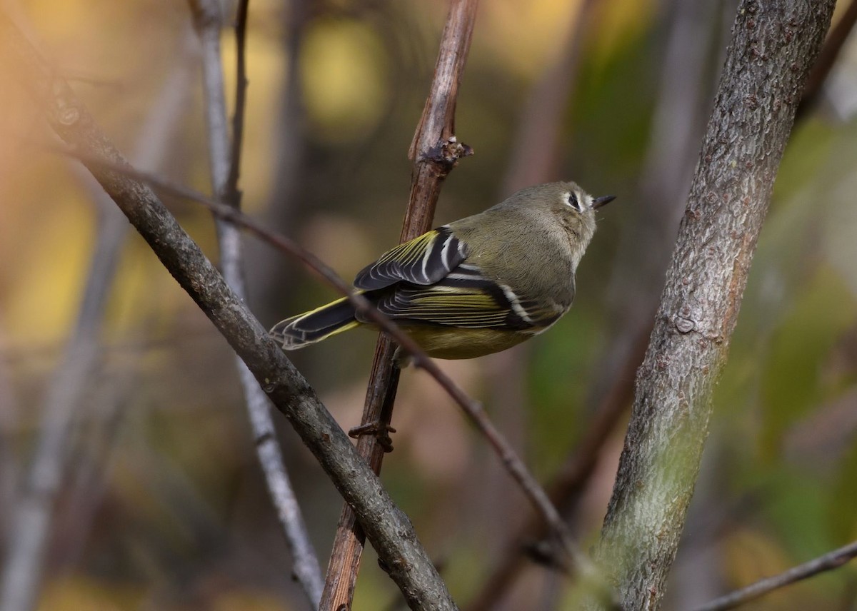 Ruby-crowned Kinglet - ML182852791