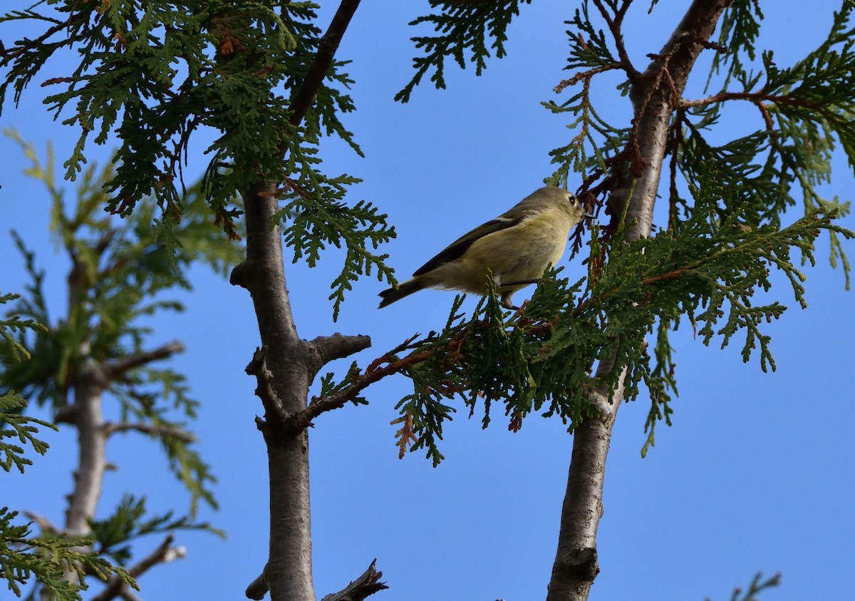 Ruby-crowned Kinglet - ML182852811