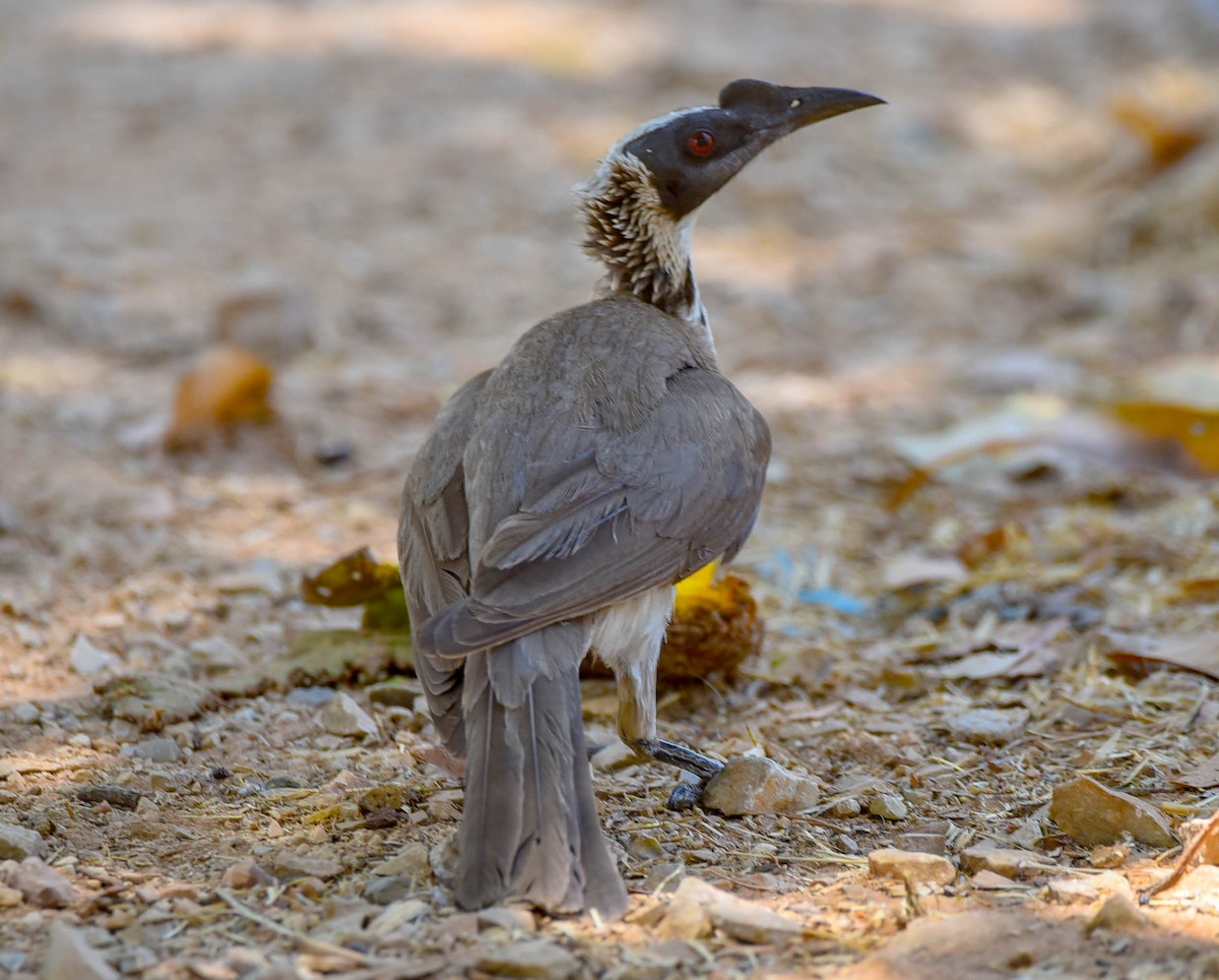 Silver-crowned Friarbird - Greg McKay