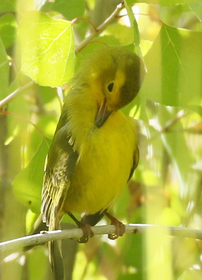 Wilson's Warbler - ML182854701