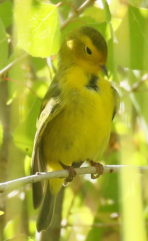 Wilson's Warbler - Debby Parker