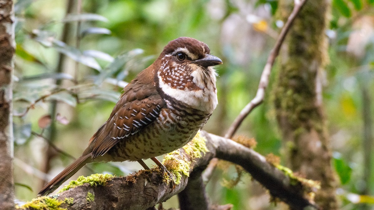Short-legged Ground-Roller - Jean-Sébastien Guénette