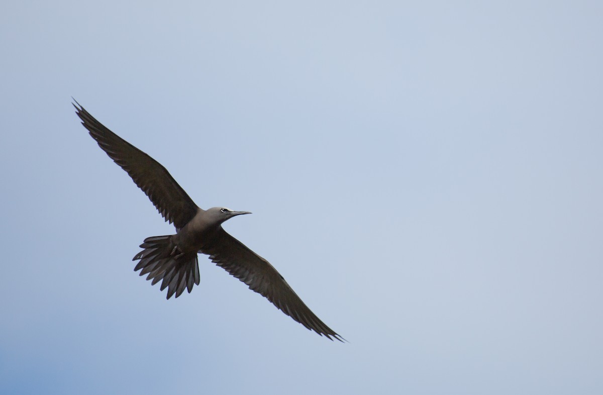 Black Noddy - Geoff Dennis