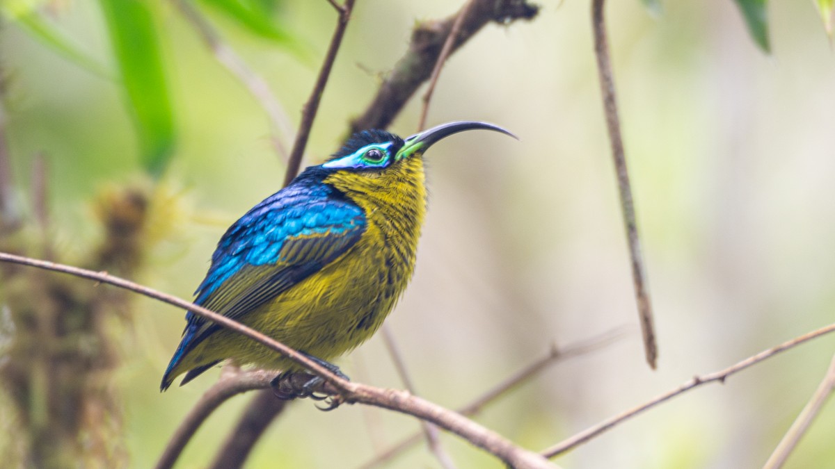 Common Sunbird-Asity - Jean-Sébastien Guénette