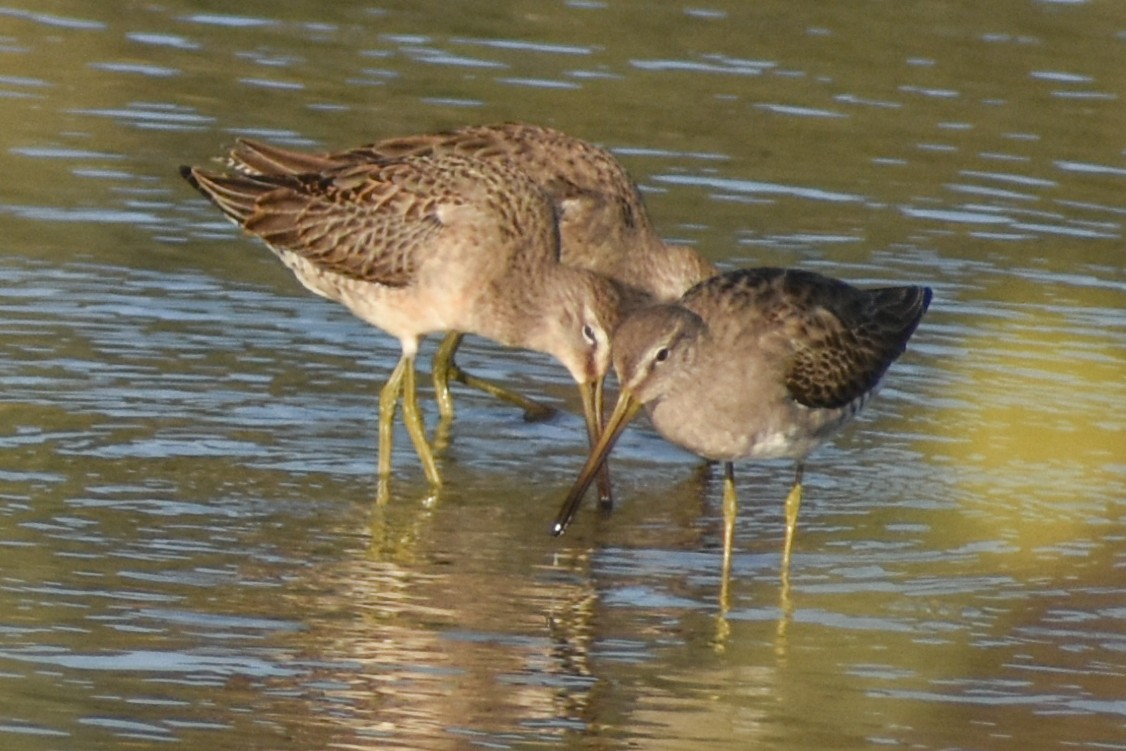 Long-billed Dowitcher - ML182859991