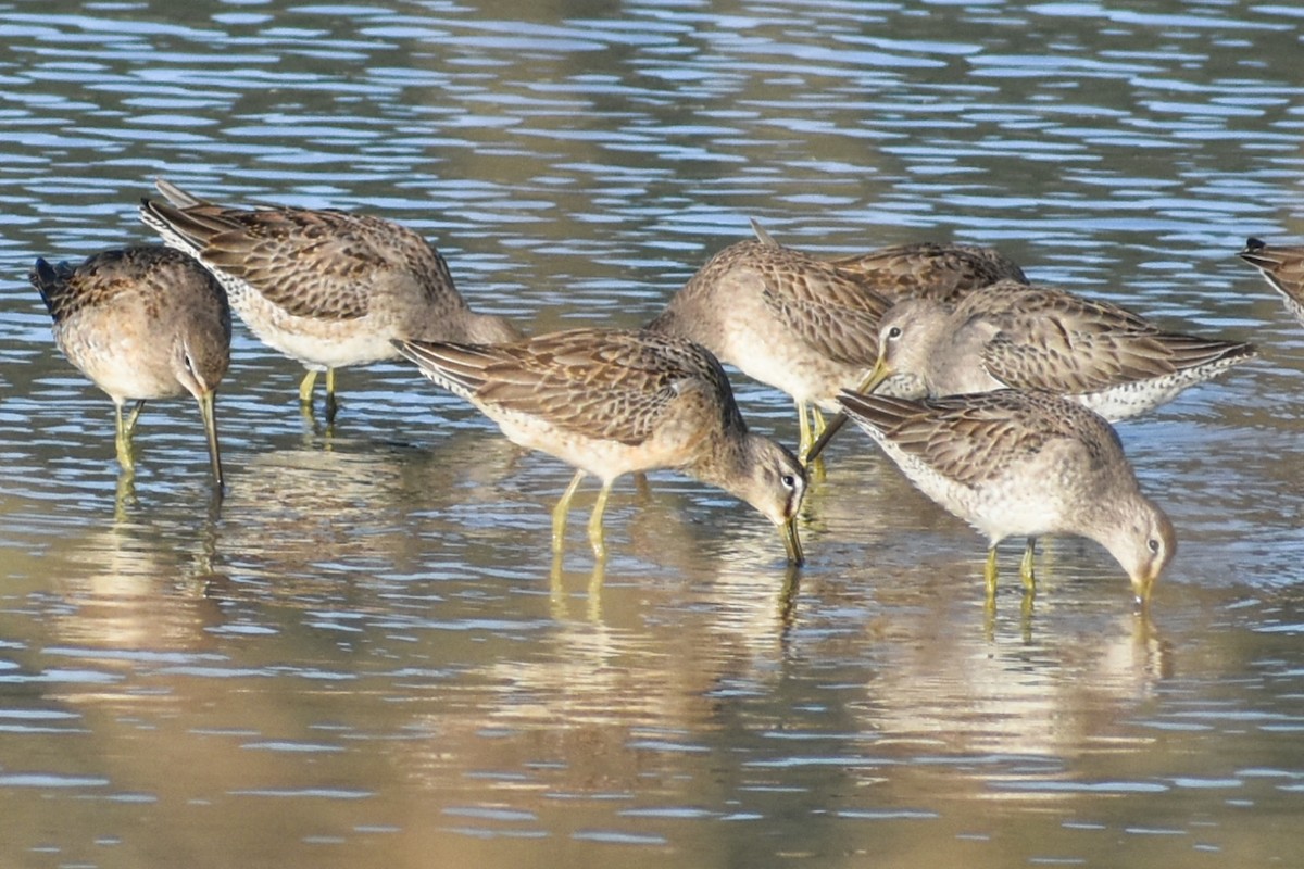 Long-billed Dowitcher - ML182860021