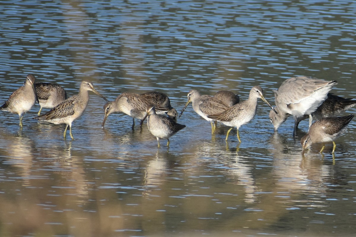 Long-billed Dowitcher - ML182860031
