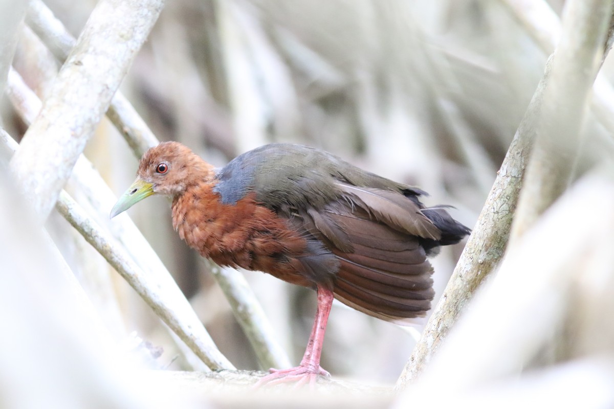 Rufous-necked Wood-Rail - ML182860681