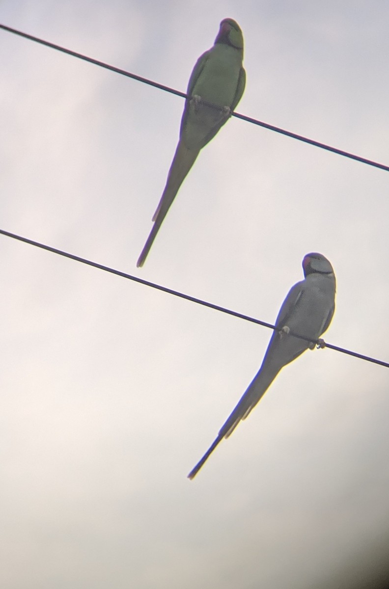 Rose-ringed Parakeet - ML182860861