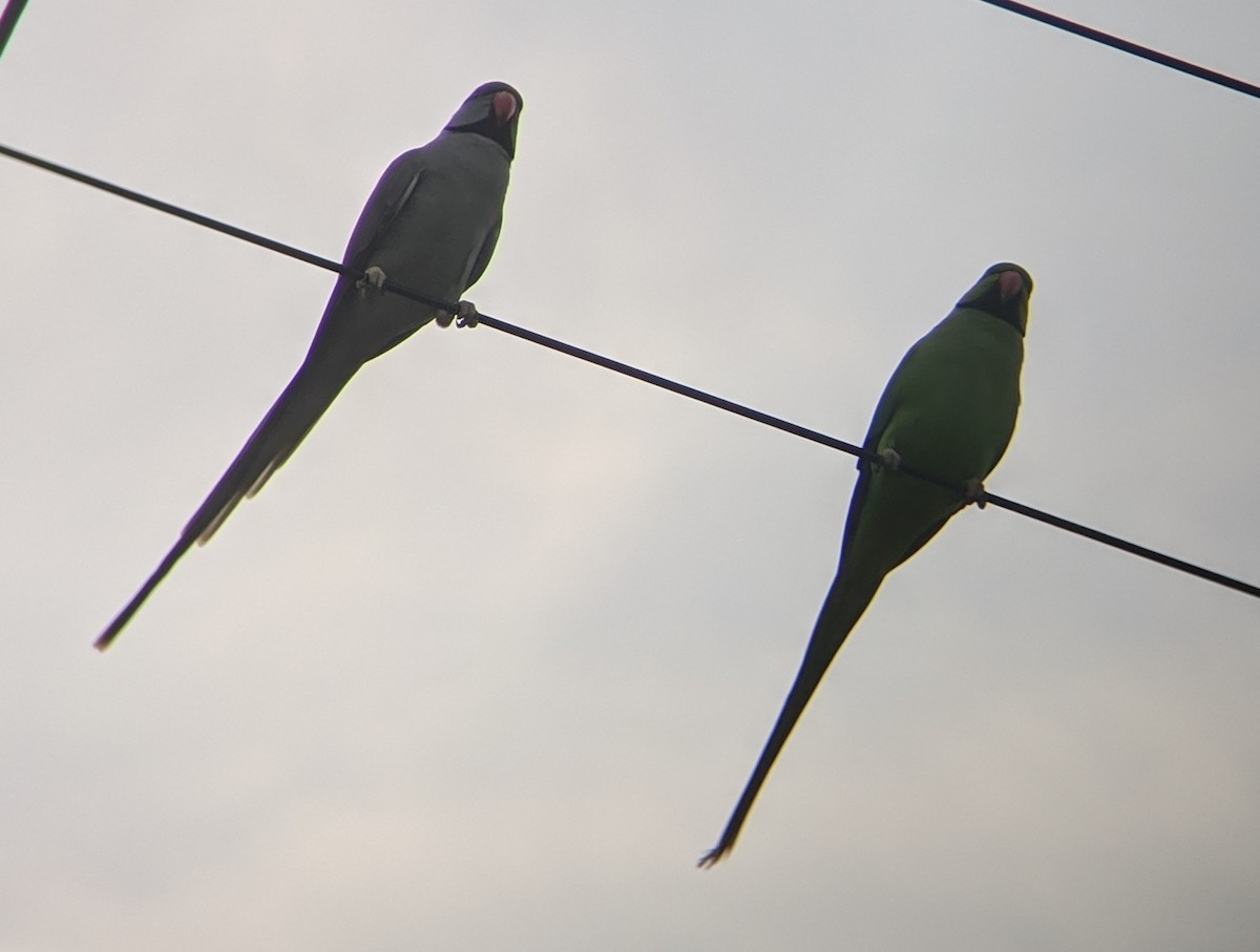 Rose-ringed Parakeet - ML182860871