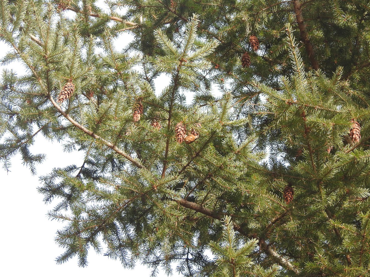 Red-breasted Nuthatch - ML182861211