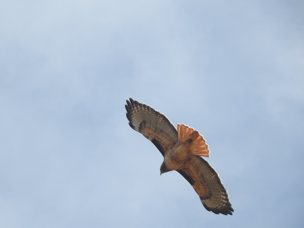 Red-tailed Hawk - ML182861241