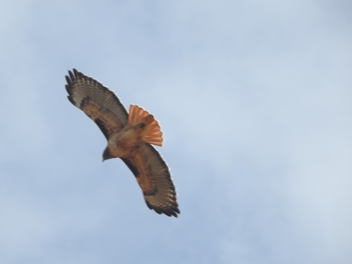 Red-tailed Hawk - ML182861261