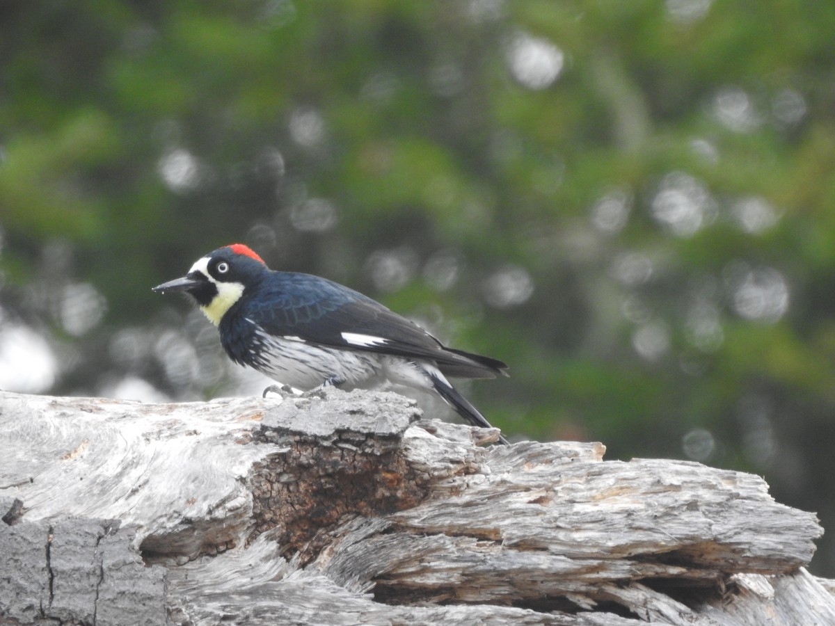 Acorn Woodpecker - ML182861601