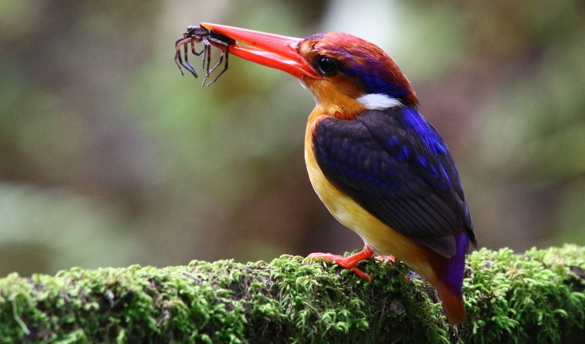 Black-backed Dwarf-Kingfisher - ML182861841