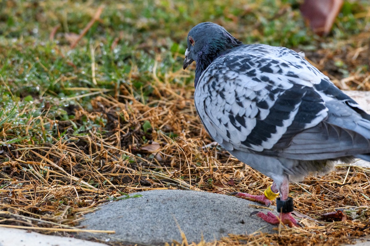 Rock Pigeon (Feral Pigeon) - ML182861861