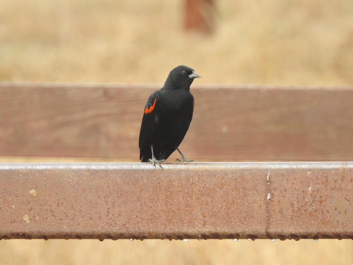 Red-winged Blackbird - ML182862021