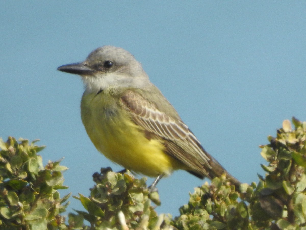 Tropical Kingbird - ML182862261