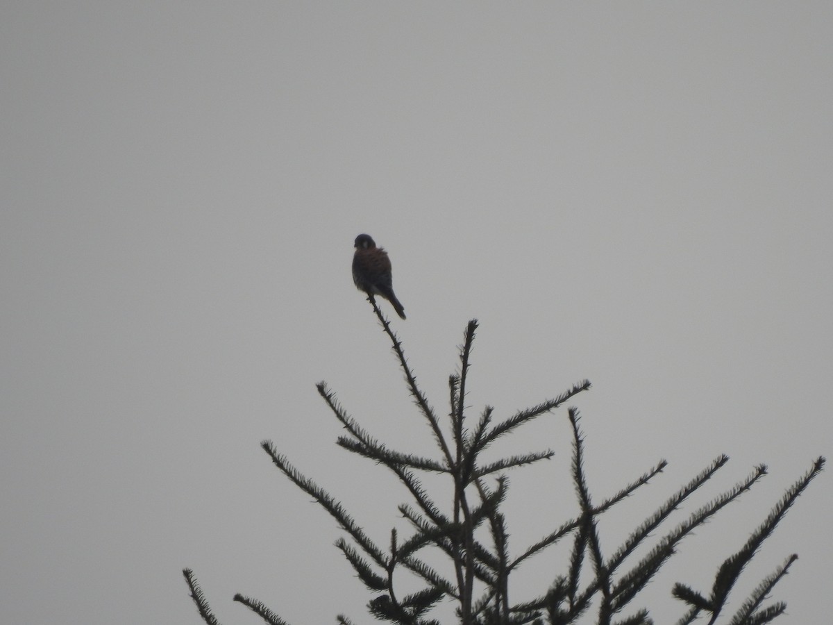 American Kestrel - ML182862611