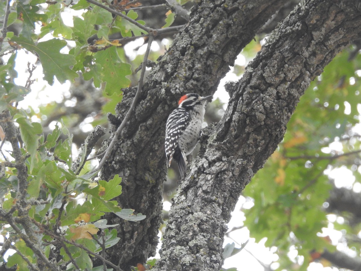 Nuttall's Woodpecker - ML182862711