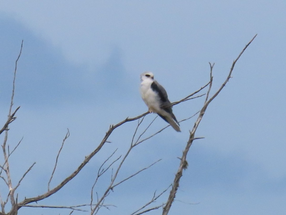 White-tailed Kite - Sandi Pensinger