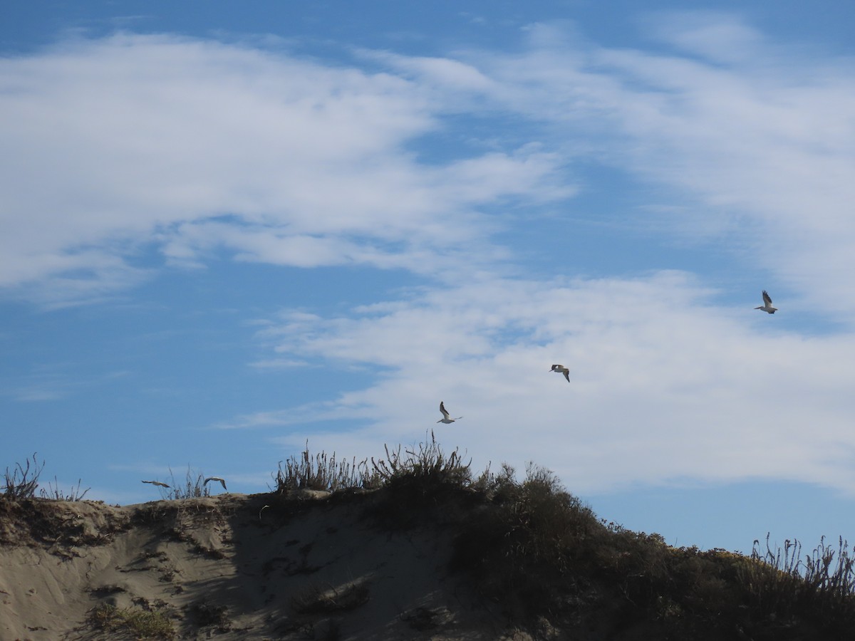 Brown Pelican - ML182864681