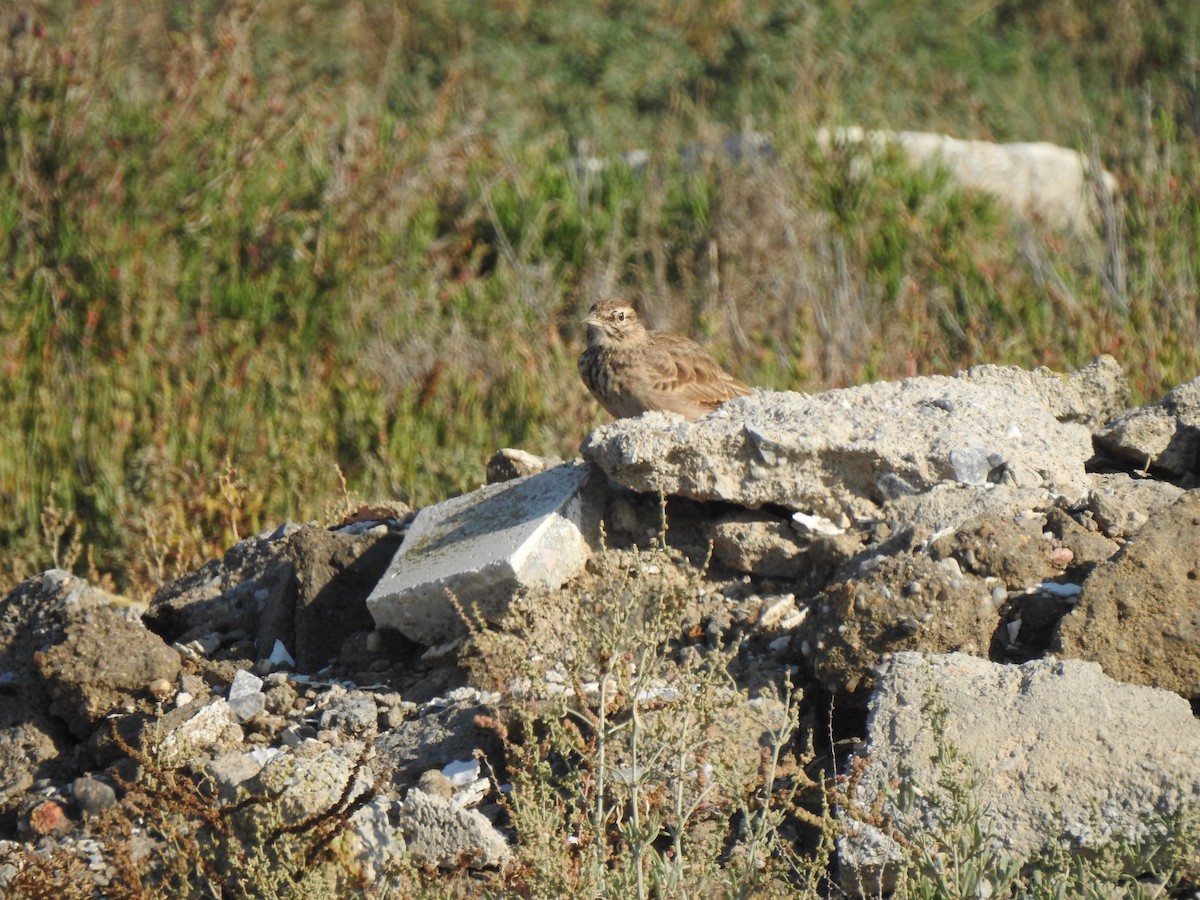 Crested Lark - ML182865521