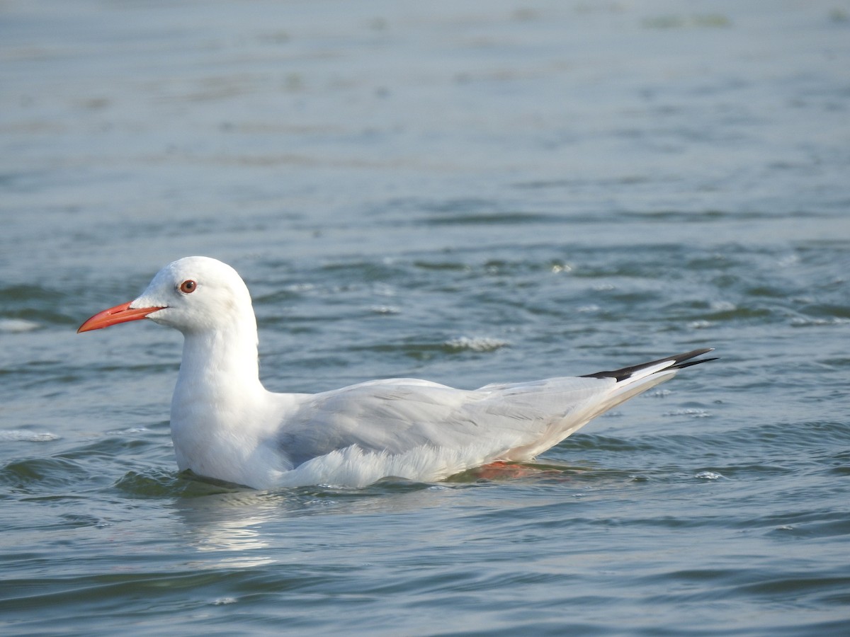 Slender-billed Gull - ML182865671