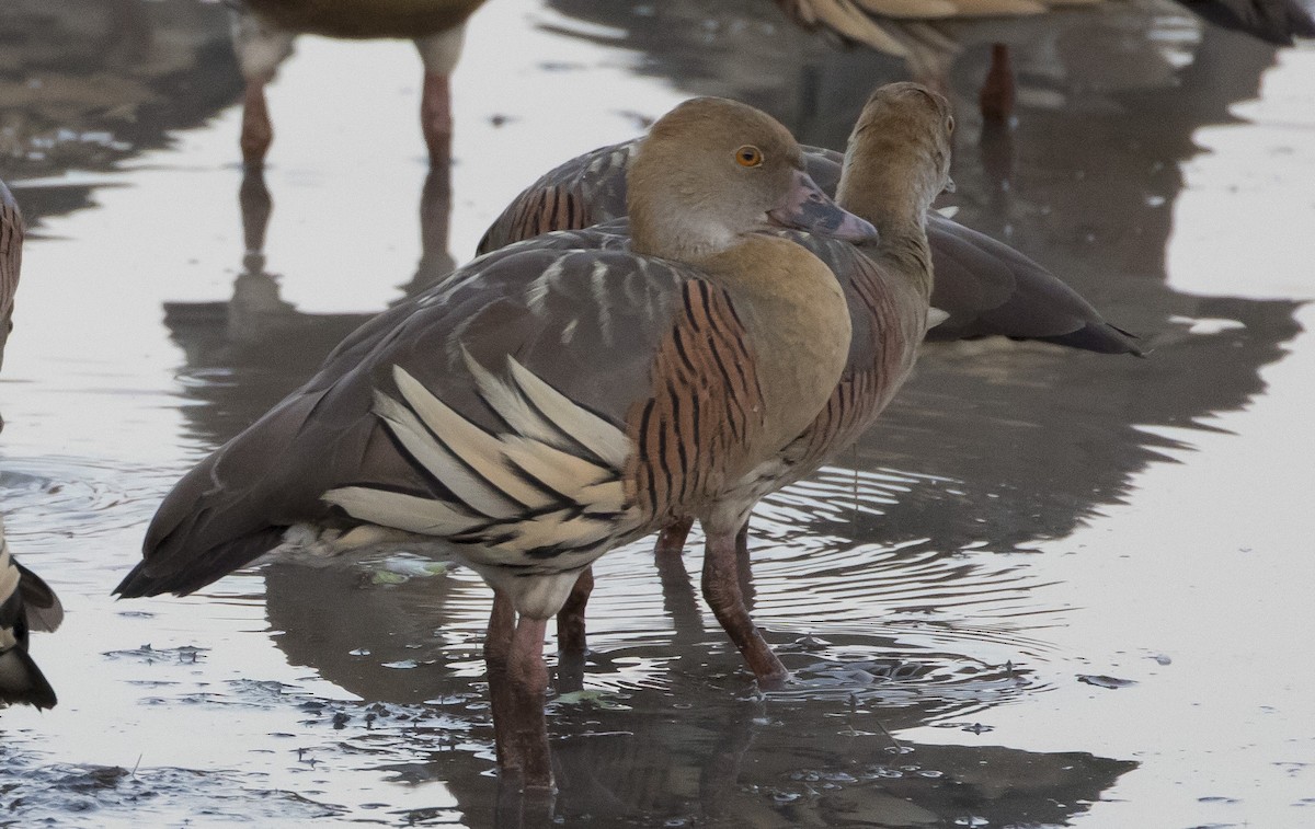 Plumed Whistling-Duck - Caleb Putnam