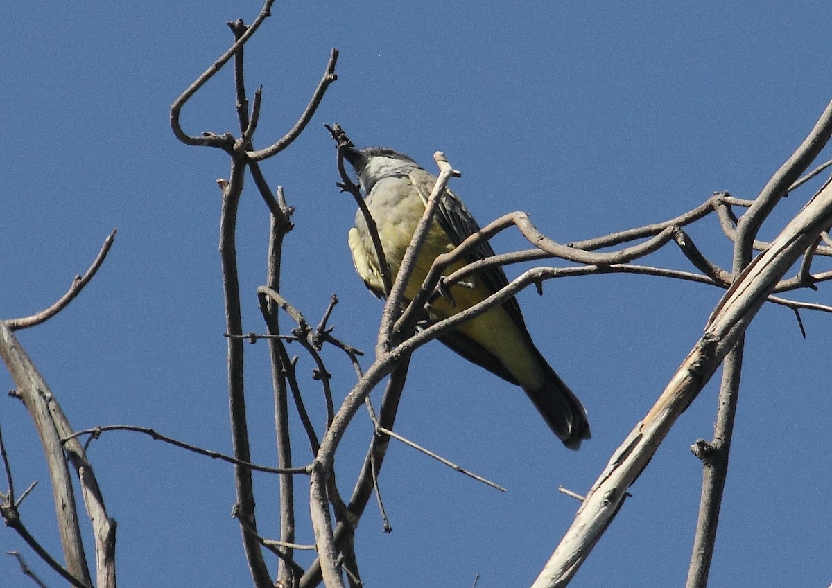 Cassin's Kingbird - ML182865961