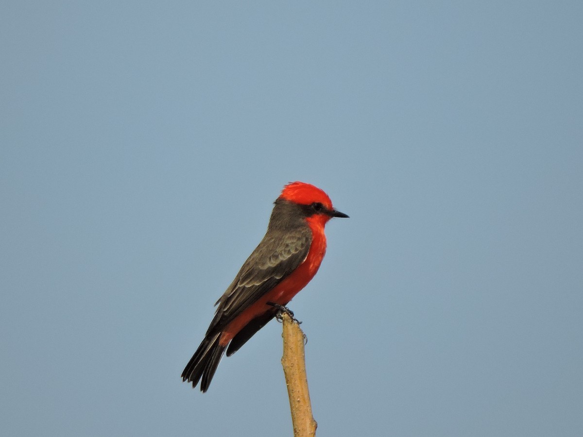 Vermilion Flycatcher - ML182866781