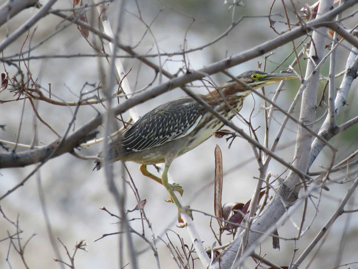 Green Heron - ML182868221