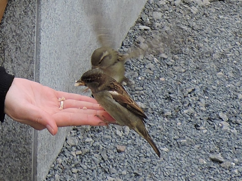 House Sparrow - ML182870291