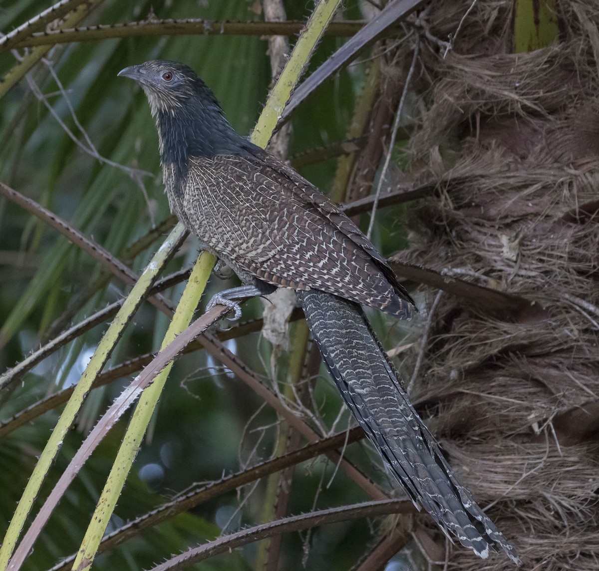 Pheasant Coucal - ML182870601